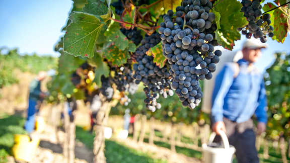 Les vignobles des Cantons-de-l'Est à visiter!