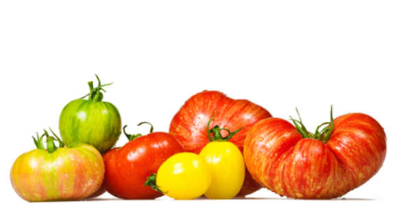 jus de tomates et espuma de tomate citron