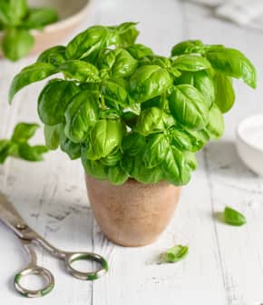 Comment conserver du basilic