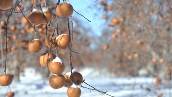 Le retour de la cueillette de pommes gelées au Domaine Lafrance