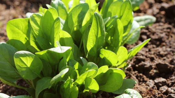 Voici le légume qui pourrait vous aider à lutter contre la fatigue