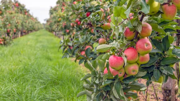 Voici 9 des meilleurs vergers où cueillir des pommes près de Québec