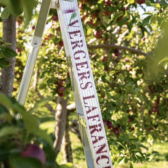 7 vergers près de Montréal où cueillir des pommes cet automne