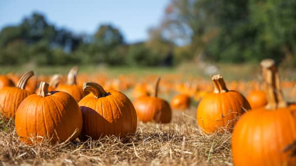 Mauvaise nouvelle : la saison des citrouilles pourrait arriver plus tard que prévu cet automne