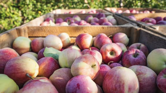 activités gourmandes à faire en septembre