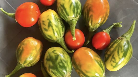 4 plantes potagères parfaites pour les balcons, les jardins et les terrasses