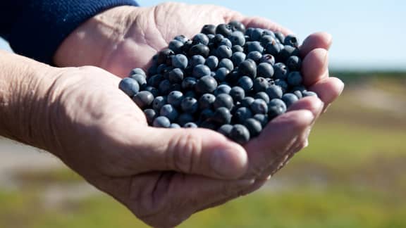 Ce fruit sauvage est rempli de bienfaits pour la santé!