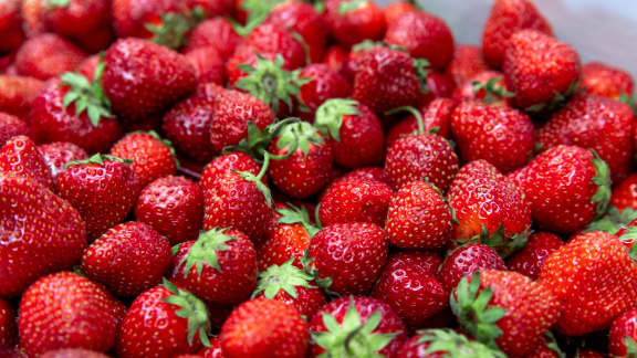 10 champs à visiter pour l’auto-cueillette de fraises du Québec!