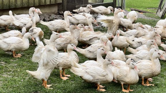 La Balade Gourmande : l'événement automnal à ne pas manquer !