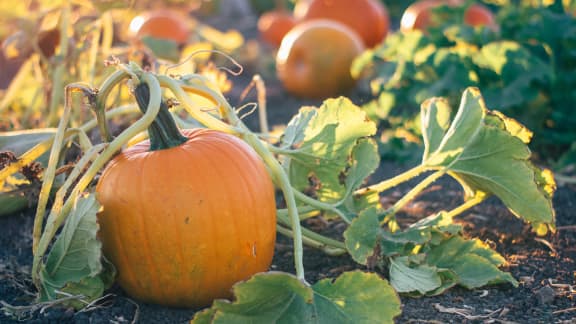 4 évènements gourmands à ne pas manquer cet automne