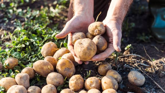 Voici pourquoi ces aliments crus sont à éviter quand il fait très chaud