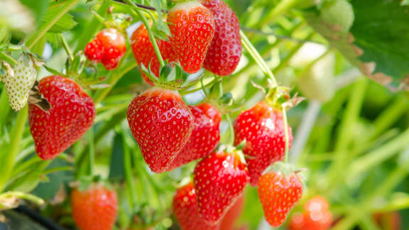 Voici le meilleur moment pour acheter des fraises du Québec au plus bas prix
