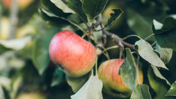 Pourquoi il ne faut pas éplucher ses pommes ?