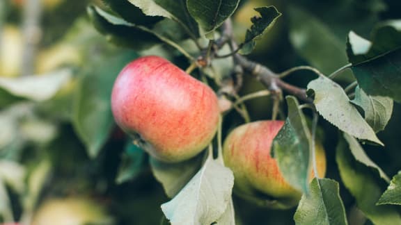 Voici 6 effets sur le corps lorsqu'on mange une pomme par jour
