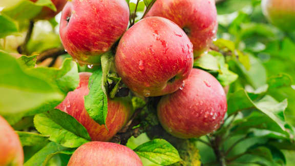 Pommes du Québec : quand la tradition a un arrière-goût amer (pesticides, gaspillage et pollution)