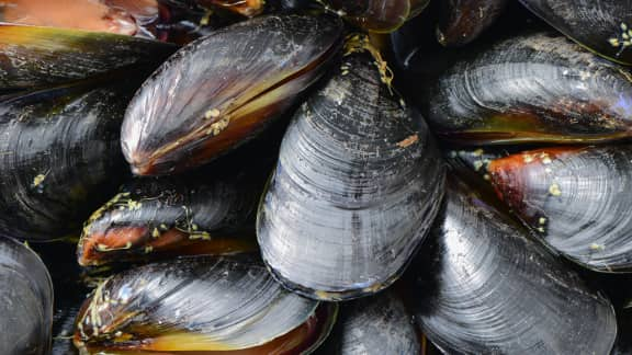 moules à la vapeur et salade de concombre