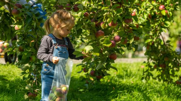 Voici 6 effets sur le corps lorsqu'on mange une pomme par jour