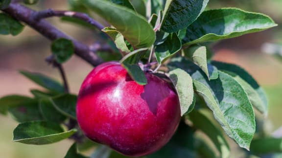 8 pommes à découvrir et cueillir en automne au Québec