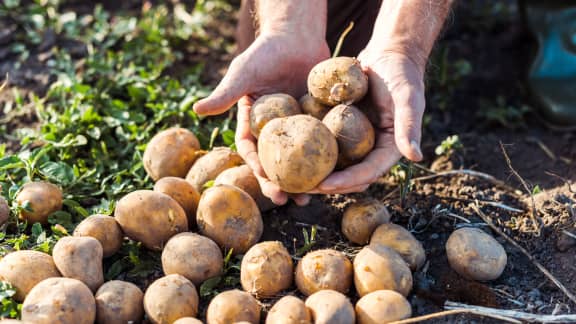 Comment conserver ses légumes crus plus longtemps ?