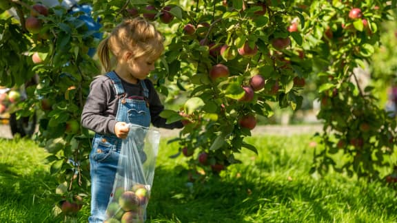 Pourquoi il ne faut pas éplucher ses pommes ?