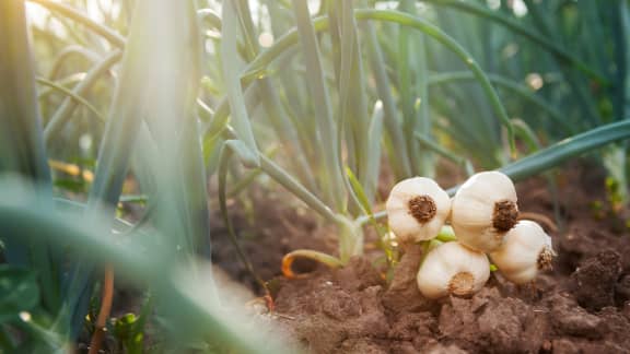 Comment cuisiner la fleur d'ail