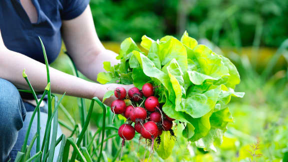 Potager maison : l’entretien et les récoltes