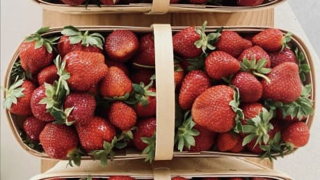 10 champs qui permettent l’autocueillette de fraises du Québec cet été!