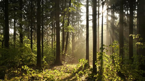 La forêt des affranchis