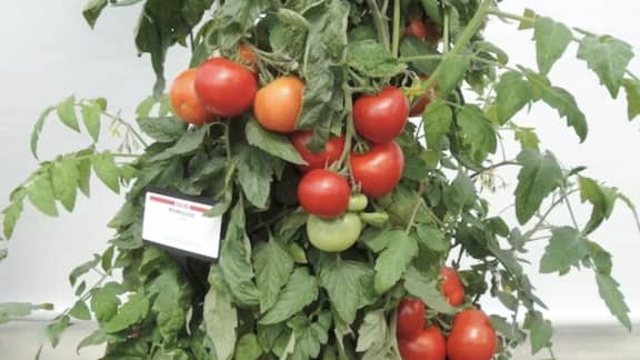 4 plantes potagères parfaites pour les balcons, les jardins et les terrasses