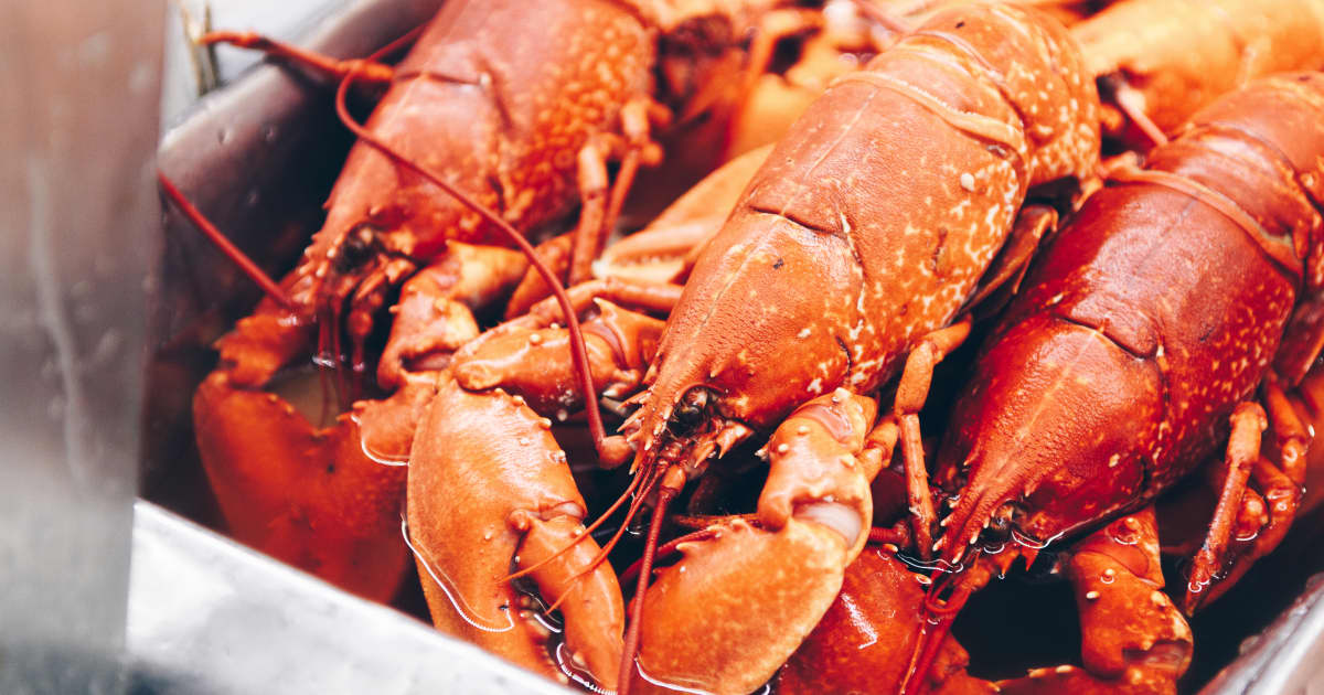 Comment cuire le homard trucs et astuces d’experts Zeste