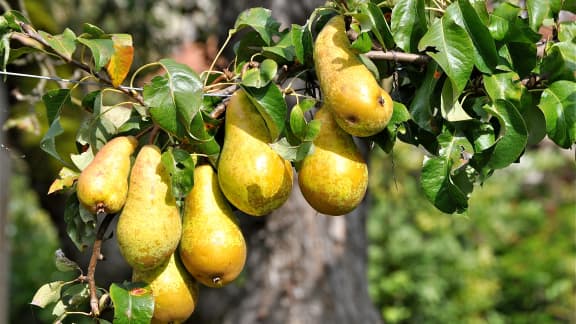 Prunes et poires : les fruits d’automne à savourer