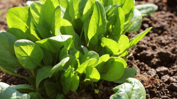 Épinards du Québec : voici comment les cuisiner et les conserver