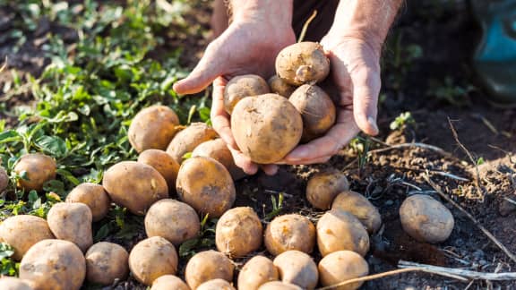 Patates germées ou vertes : Voici pourquoi elles sont dangereuses à consommer