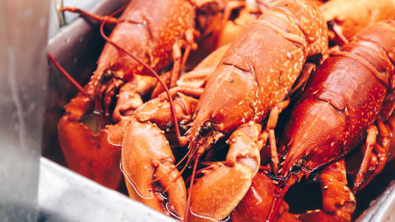 Homard, crabe des neiges, crevettes nordiques : voici les dates pour en profiter