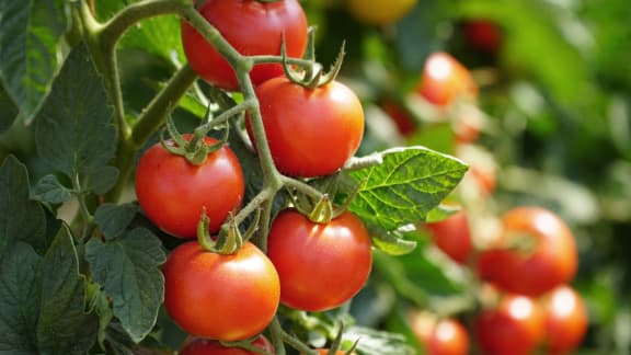 Le fruit d’été à savourer pour réguler votre pression artérielle