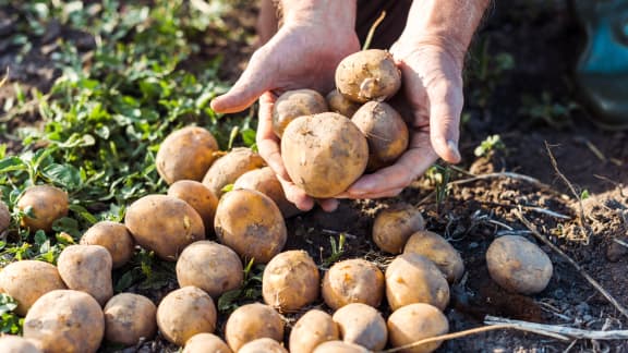 Voici LA meilleure façon d'empêcher vos pommes de terre de germer