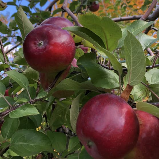 Voici 9 des meilleurs vergers où cueillir des pommes près de Québec