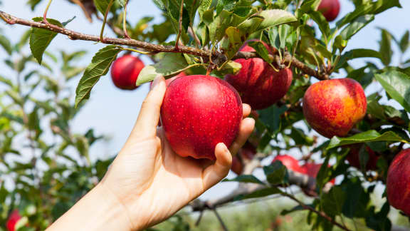 Pedigree d’une icône : la pomme du Québec