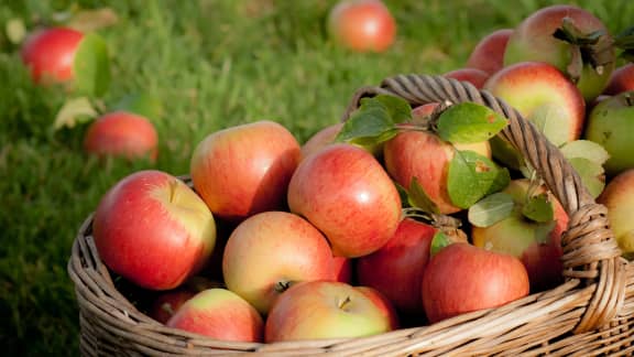 Voici l'erreur à éviter pour conserver vos pommes plus longtemps