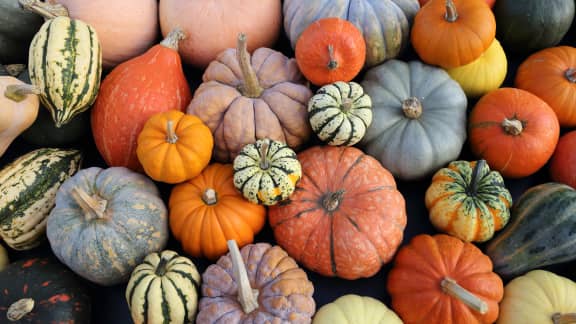 Calendrier de disponibilité des courges