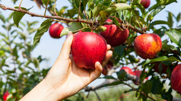 5 vergers près de Montréal où cueillir des pommes cet automne