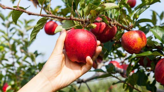 6 vergers près de Montréal où cueillir des pommes cet automne