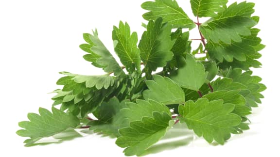 7 fines herbes méconnues à cultiver dans votre potager