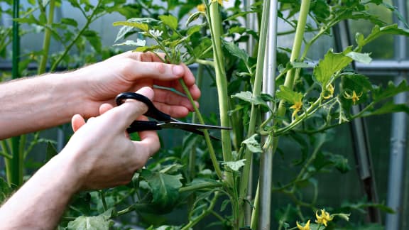 Potager maison : l’entretien et les récoltes