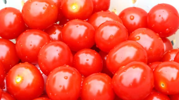 Petites tomates cerises de terre : tout l’hiver