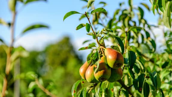 5 vergers du Québec où cueillir des poires