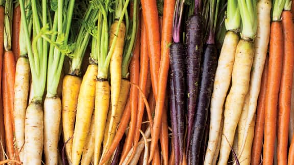 Carotte, la star des légumes racines