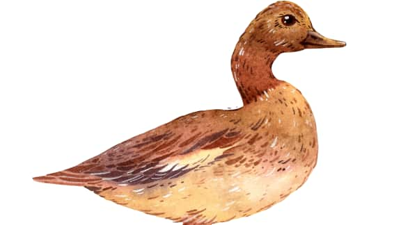 Les types de canards du Québec