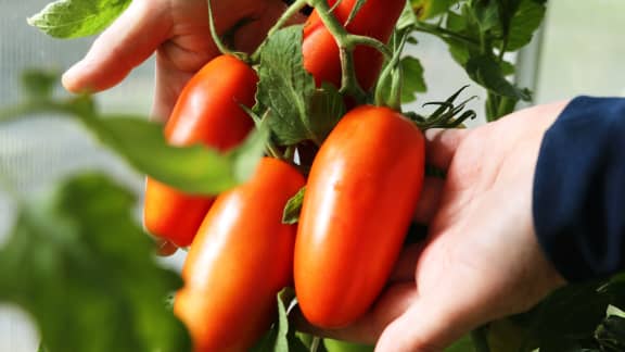 Des tomates des champs