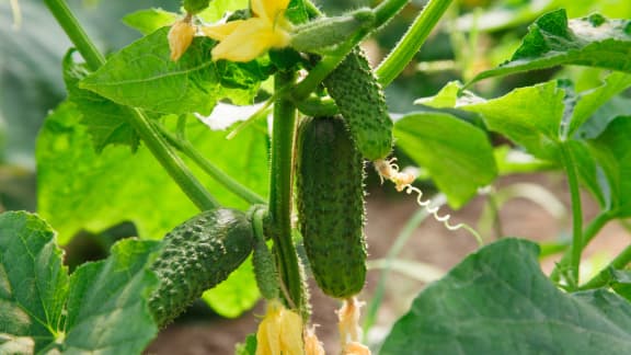 4 plantes potagères parfaites pour les balcons, les jardins et les terrasses